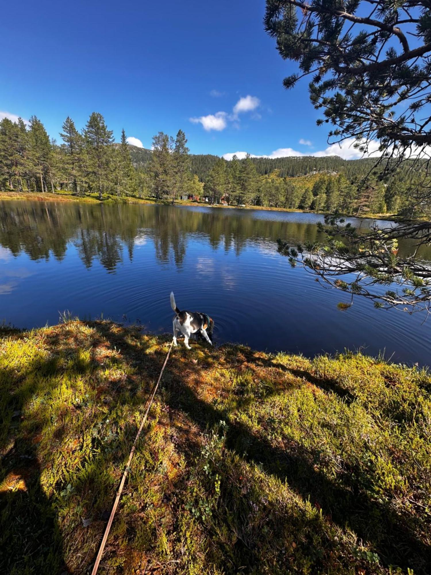 Hytta Pa Oyfjell Villa Buitenkant foto